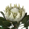 # Protea Cynaroides White **Clear Out**