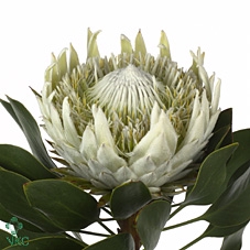 # Protea Cynaroides White **Clear Out**
