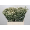 Limonium China White