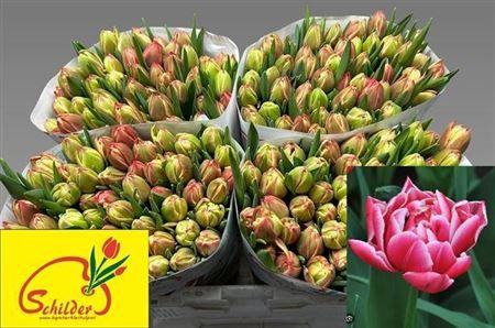 <h4>Tu Du Columbus</h4>