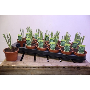 arr8 Galanthus Niv In Pot