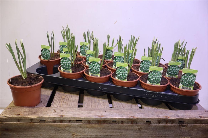 <h4>arr8 Galanthus Niv In Pot</h4>