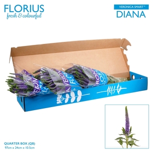 Veronica Smart Diana BTQ