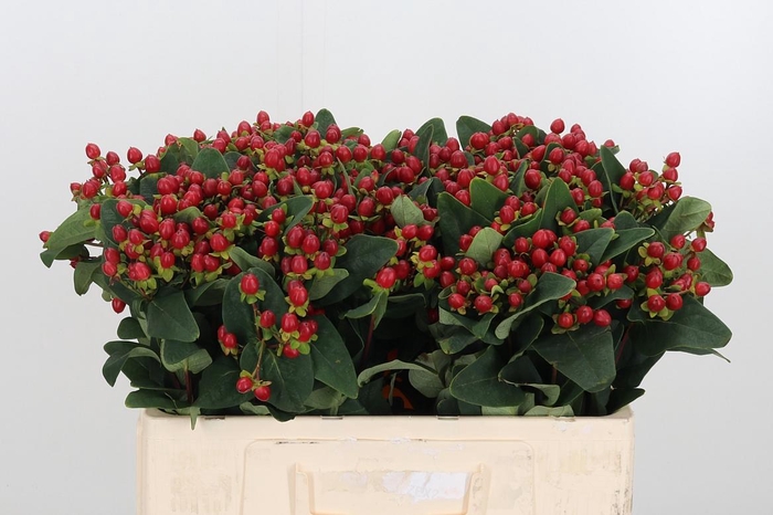 <h4>Hyp Ruby Excess</h4>