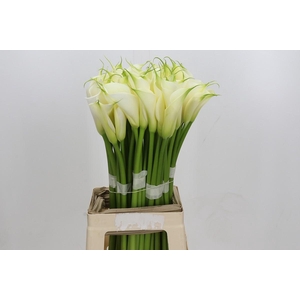 Zantedeschia Eydolls White