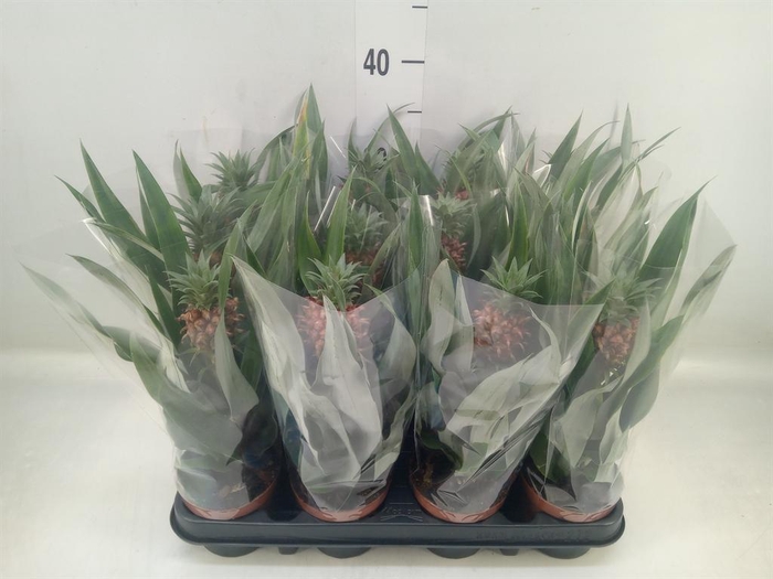 <h4>Ananas  'Rosita'</h4>