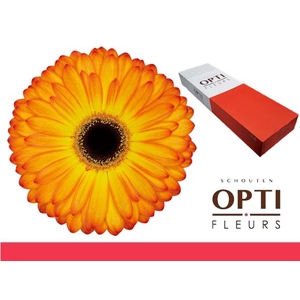 Gerbera Catwalk Doos