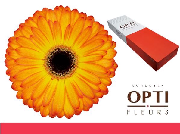 <h4>Gerbera Catwalk Doos</h4>