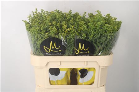 <h4>Solidago Carzan Glory</h4>
