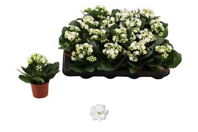 <h4>KAL GE DON DIONE</h4>