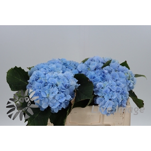 Hydrangea verena blue