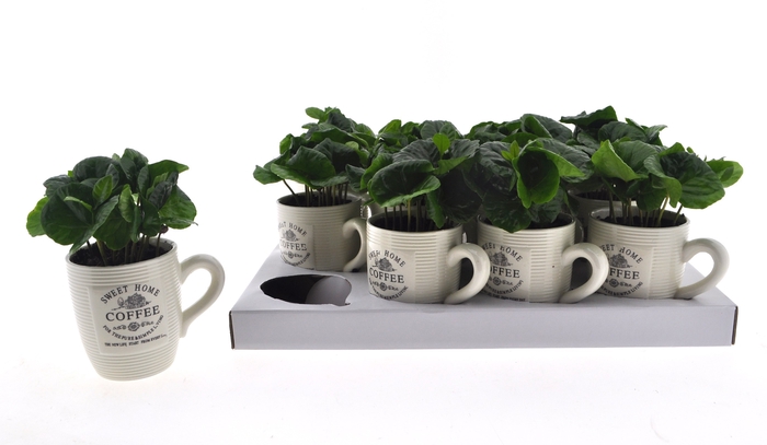 <h4>COFFEA ARABICA</h4>