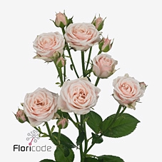 <h4>Rosa spray sweet 4 tune</h4>