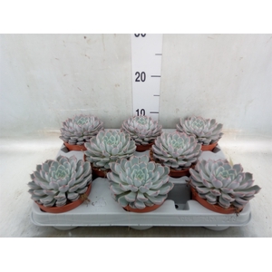 Echeveria cuspidata
