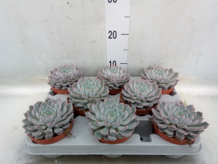 <h4>Echeveria cuspidata</h4>