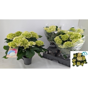 HYDR M CRYSTAL PALAC