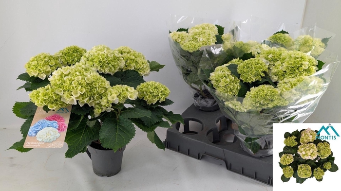 <h4>HYDR M CRYSTAL PALAC</h4>