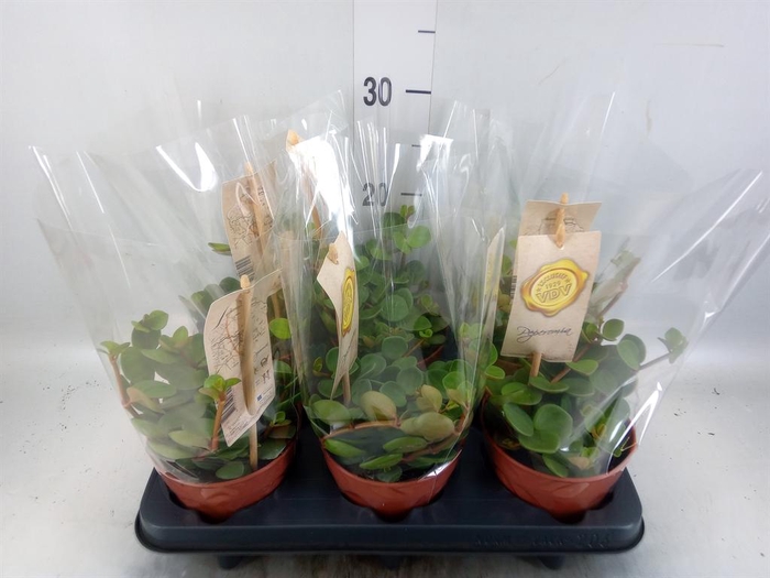 <h4>Peperomia tetraphylla 'Hope'</h4>