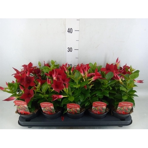 Mandevilla sand. 'Rio Dark Red'