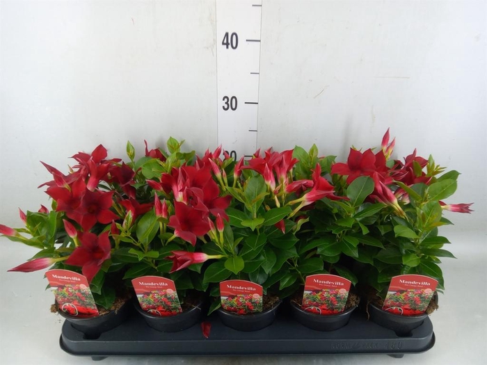 <h4>Mandevilla sand. 'Rio Dark Red'</h4>