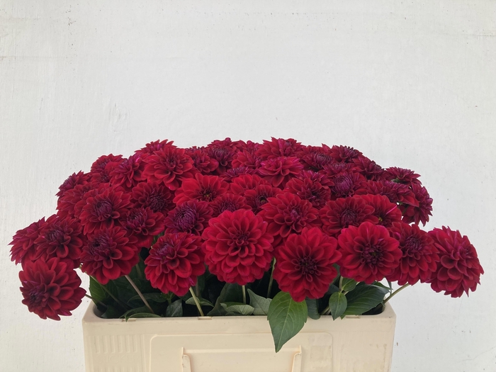 <h4>DAHL BLACK FOX</h4>