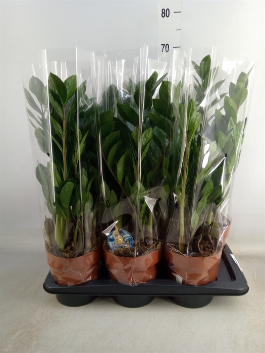 <h4>Zamioculcas zamiifolia</h4>