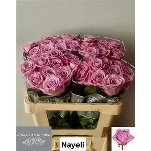 R Gr Nayeli