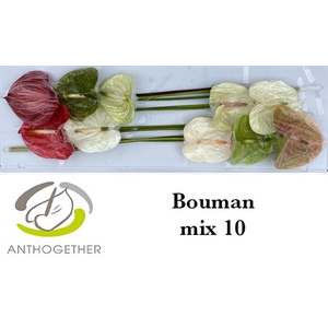 Anth A Mix Bouman X10