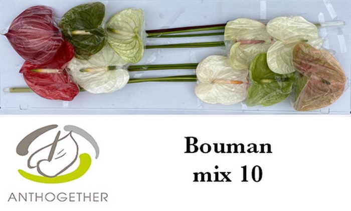 Anth A Mix Bouman X10