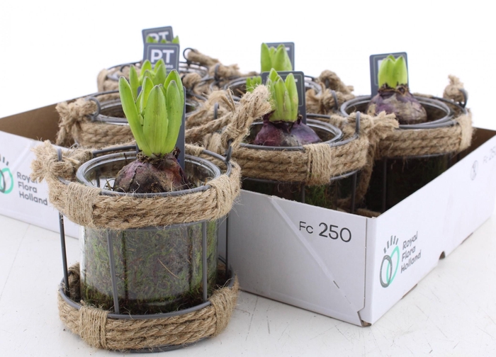 <h4>ARR HYACINTH</h4>