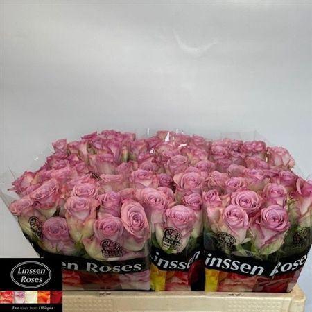 <h4>R Gr Thriller</h4>