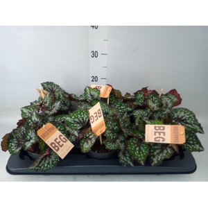 Begonia BD 'MagicColours Bostella'