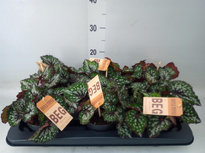 <h4>Begonia BD 'MagicColours Bostella'</h4>