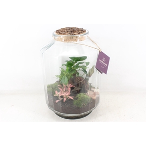 arr3 WR - Terrarium Strepe