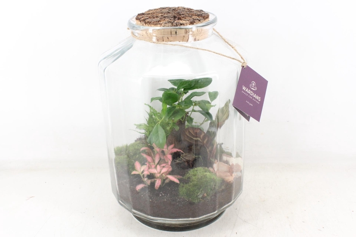 <h4>arr3 WR - Terrarium Strepe</h4>