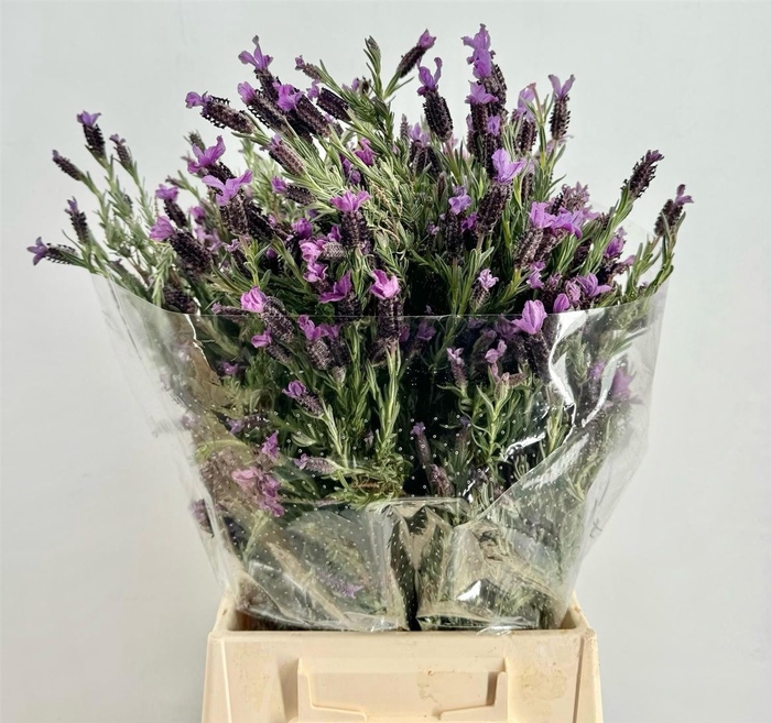 <h4>Lavandula Stoechas</h4>