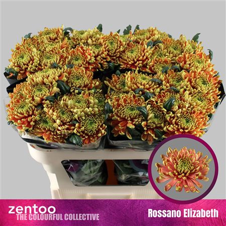 <h4>Chr G Rossano Elizabeth</h4>