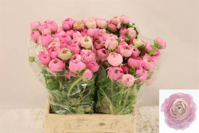 <h4>RAN EL PINK</h4>