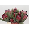 Protea Red Magic