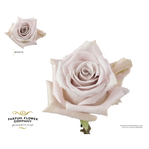 Rosa Premium Menta
