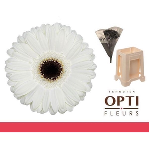 Gerbera White House Water / Hoes