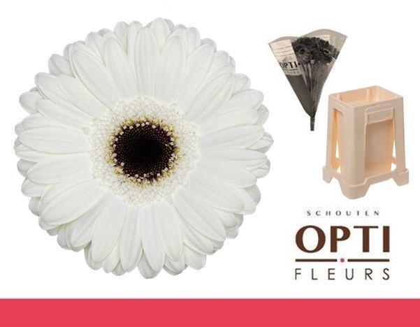 <h4>Gerbera White House Water / Hoes</h4>