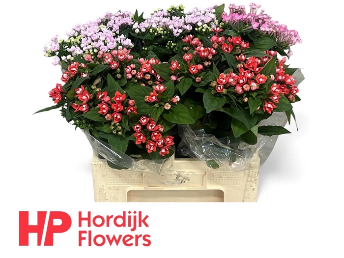 <h4>BOU DU GEM IN FUST</h4>