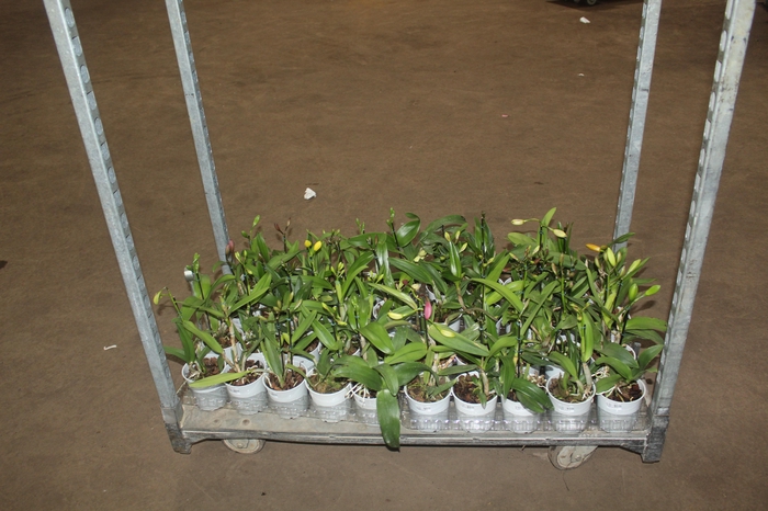 <h4>ORQUIDEA CATTLEYA MINI P12</h4>