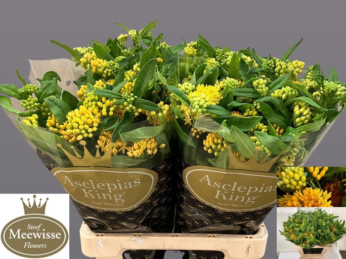 <h4>ASCL T HELLO YELLOW</h4>