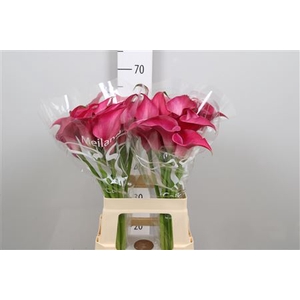 Zant Pink Jewel