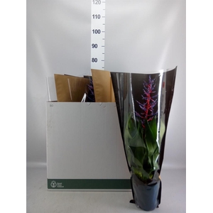 Aechmea  'Blue Rain'
