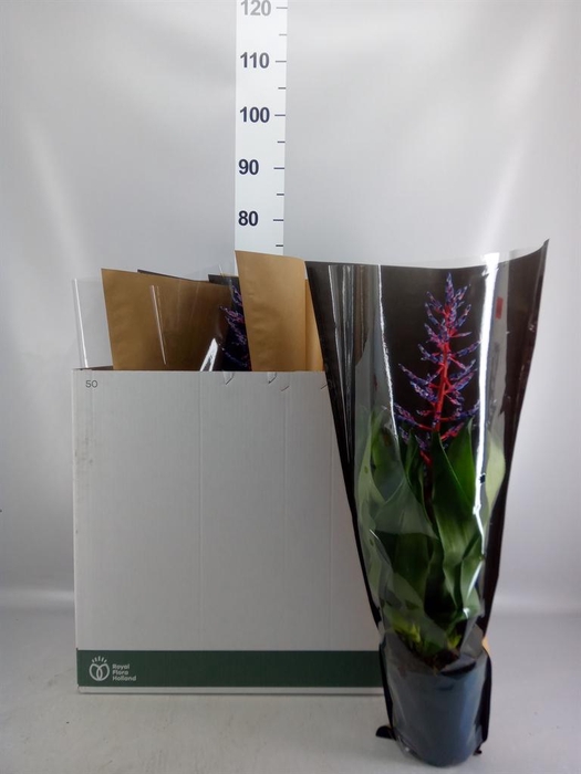 <h4>Aechmea 'Blue Rain'</h4>