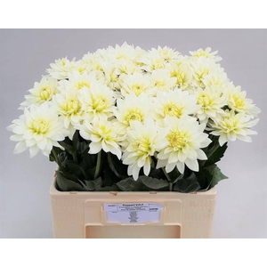 Dahlia Maarten Zwaan Koppert