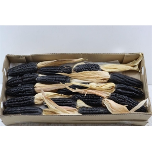 Zea Mays Black